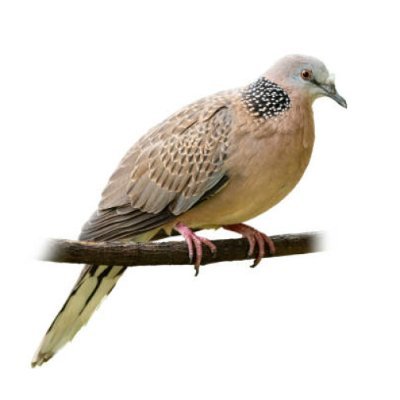 magicorn248's profile picture. hanya manusia biasa, bukan robot