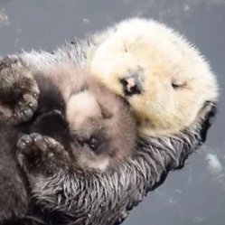 brundleflx's profile picture. 🏳️‍⚧️He/him because I will never pass