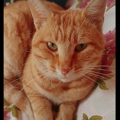 trilaylayli5's profile picture. deli mi ne🥳