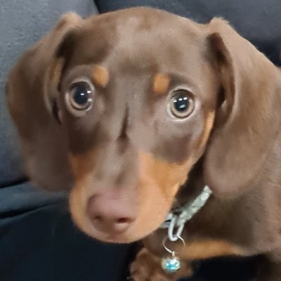 Regrets4Later's profile picture. R/T when I find thread interactions interesting, not always because I agree with them. I was gifted this account and am still learning how to do things.