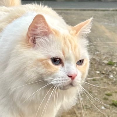yupa0109's profile picture. 元稲荷様です🐈猫垢🐈現在ラグドール3匹|ユパ♂4歳|咲(ユパ母)♀7歳|ハル♀1歳|2匹は保護猫です|無言フォロー失礼します🙏|猫好きさん大歓迎✨勧誘DMお断りします❌|Any messages and texts won’t be accepted❌