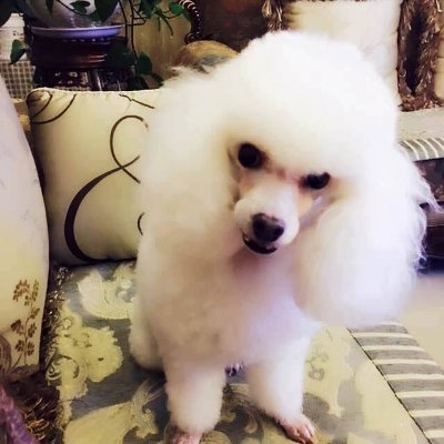 jsjdbsnaka's profile picture. Il mio nome completo è Dott. Giuseppe Imbornone, sono italiano, sono un medico e vivo una vita semplice e tranquilla…