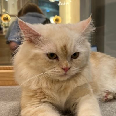 i__am__t__'s profile picture. 社会保険労務士2026|受験生✏️スタディング|11月20日〜