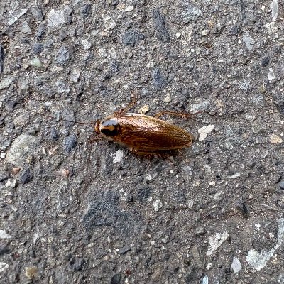 kurimaro_sodium's profile picture. 