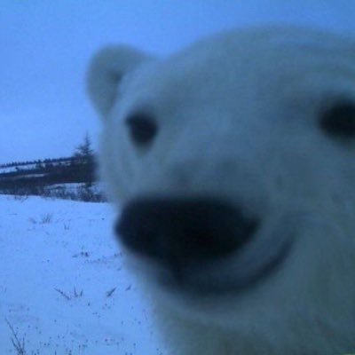 oddpolarb's profile picture. mostly everything ⠀⠀⠀⠀