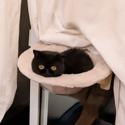 GCGWIWicPDU87FG's profile picture. #エキゾチックショートヘア 痩せる