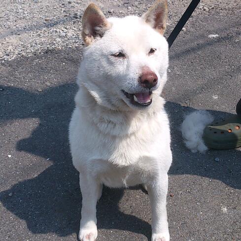 dai2sensui's profile picture. 船宿第二泉水の船長です。趣味も釣りです。最近なかなか釣りに行けず、ストレスがたまる一方です。 東京湾遊漁船業協同組合所属、 スポーツニッポン新聞社所属 、出身北海道 。