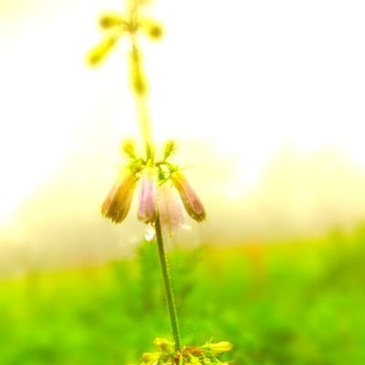 NakohirX's profile picture. The scene of a cloud or a sky, dawn, landscape & creatures