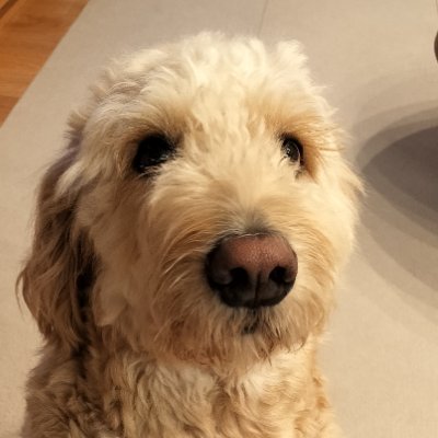 fcq7snQxa554014's profile picture. ペットと戯れることが大好きな楽天社員が楽天モバイルをご案内👇️マジ得キャンペーン実施中🎊
https://t.co/3sBlaUInd8

楽天モバイル推しポイント
#無制限
#格安
#セキュリティ
#通話無料
#割引（家族、子供、シニア）
#節約
#マジ得

その他
#大型犬
#子育
#マイル
#ヴィファーレン