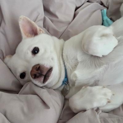 hsuywhdkll's profile picture. 미간멀음강아지