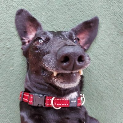 Mirdarthos's profile picture. Mulan O.T.R.B.: 2020/10/05
Bella O.T.R.B.: 2023/03/01
Cody O.T.R.B.: 2024/10/16
Lulu O.T.R.B.: 2025/11/18