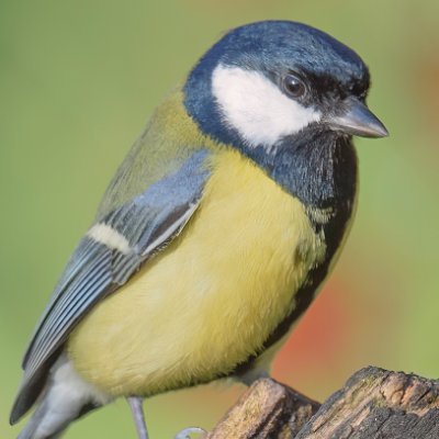 MonkeyHerpes25b's profile picture. Everyone cares about tits. Big tits, small tits. All colors of tits are critical to "bird" watchers and other monkey freaks carrying bats and chain and rogain.