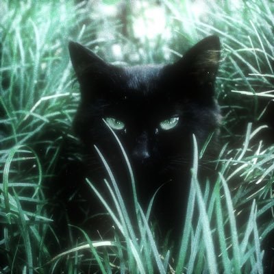 nanaavet's profile picture. vestibulanda de med vet || #studytwt