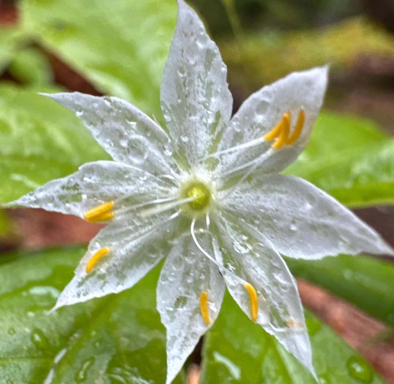 ExorbitantNana's profile picture. 