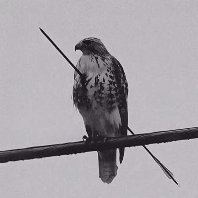 KevHasMev's profile picture. In the trenches, all day everyday. Bullish on anything that makes sense. @TrenchLineHQ @ManifestorDAO