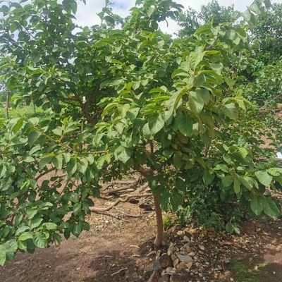 Mtomaiza277362's profile picture. 