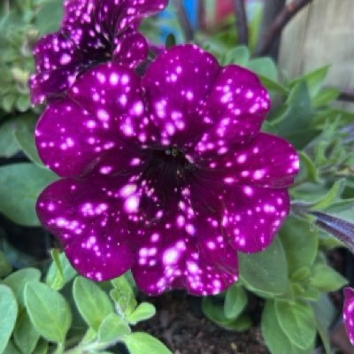 skymcope's profile picture. 