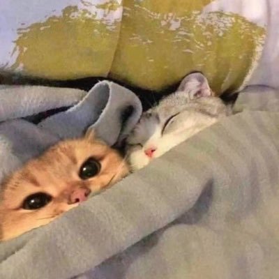 CCPERROM's profile picture. 🌲🐔😽🎀