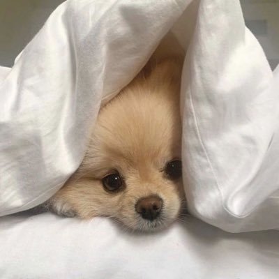 zo_3o2's profile picture. #琉球大学 理学部生物系B1