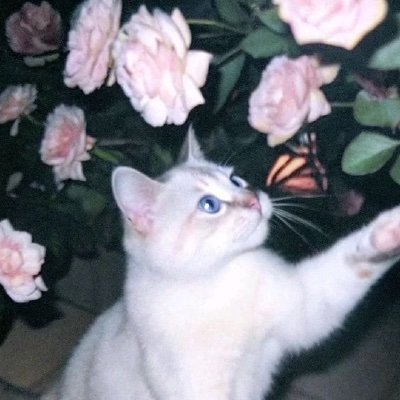 nataleefn's profile picture. female comp player for @OneUp_Esports