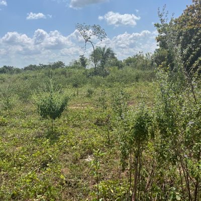 Ayoade_HD's profile picture. C.E.O Hashmar CropEx Limited