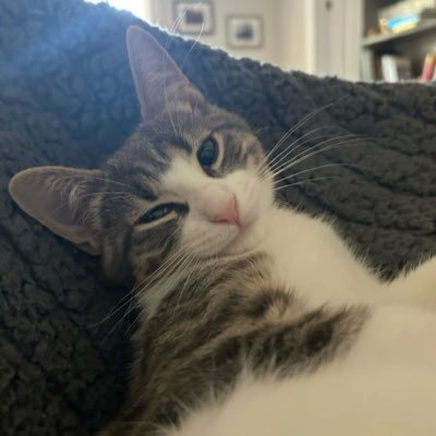 freakycats7's profile picture. 😽😼