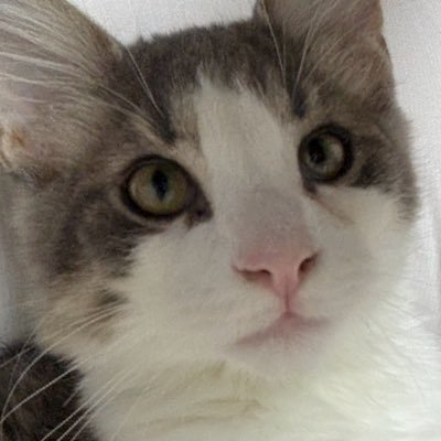 _l3o8l_'s profile picture. ぽゅりﾝﾆ