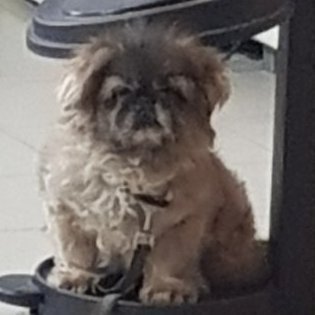 DorMPeretz's profile picture. Putrefy, rot, spoil and fester

ההייטר הרשמי של שיידון שארפ
#אני_שונא_את_שיידון_שארפ