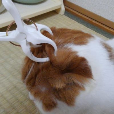 USHIOTOKOKITAMO's profile picture. この度2400フォロワーのメイン垢を閉じました。メイン垢のフォロワー様、２年間本当に有り難うございました💐心より御礼申し上げます🙇🏻‍♂️又、いいねの訪問が厳しい場合はお許しくださいませ🙏DM❌リプ❌私が禁じてることはおやめくださいね👹それでも粘着して面倒事を起こす迷惑垢は危険人物と見なして開示請求します！