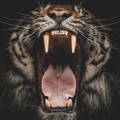 zkinha8895's profile picture. 