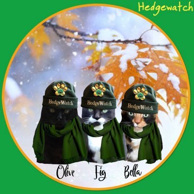 OliveFig2's profile picture. Two sisters we moved next door to our new forever home and family Bella @the_tortie & @julie_chand170