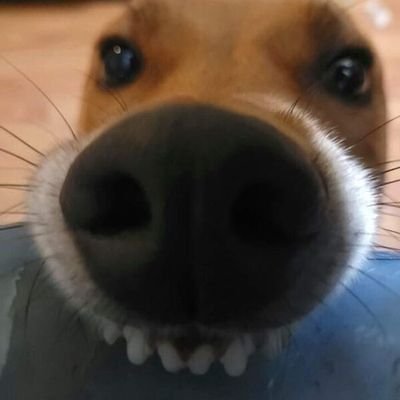 NCY1012's profile picture. Man || He - Him
#AntiTory||