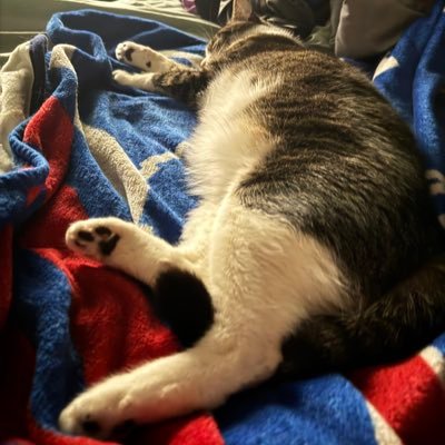 thatrobrose's profile picture. Some middle aged guy who loves live music and is a card carrying member of #billsmafia #letsgobuffalo