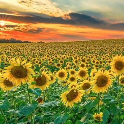 Hassan99009109's profile picture. 