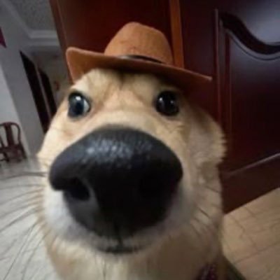 meshgamja's profile picture. 순해요