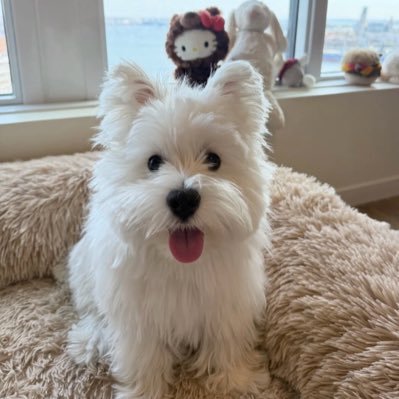 AnnaBella79758's profile picture. I’m single no kids never been married and looking for a serious man 👨 to meet up with me and have fun to where’s goes 🥰