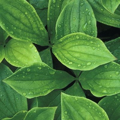 CaiXueYong's profile picture. 