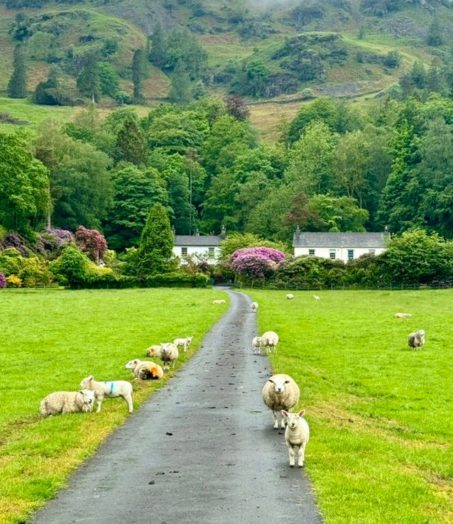 wintermererose's profile picture. 