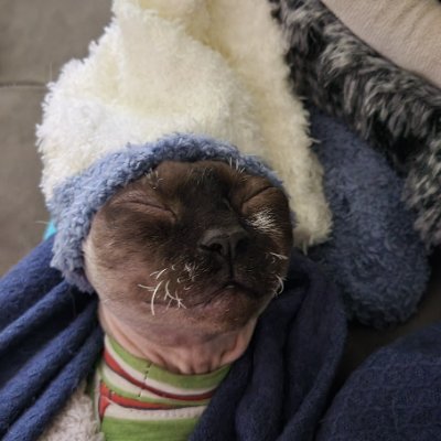 Phillytt999's profile picture. Tommy and the beasts.