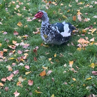 SBernisson65885's profile picture. 