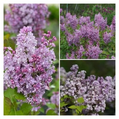 MuhammadBa1351's profile picture. 1. 🌱 “Born to wander, raised by nature.”

2. 🌿 “In love with green and peace.”

3. 🌾 “Nature is my happy place.”

4. 🍃 “ I love ❣️ the  Animals 🐎🐐☘️