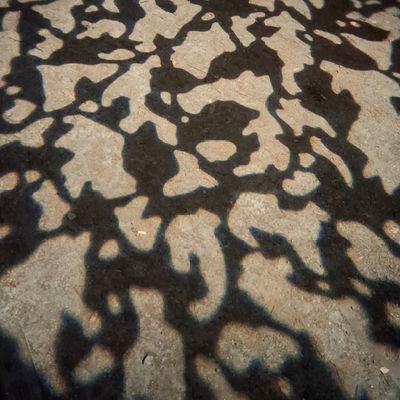 SaltireRising's profile picture. 