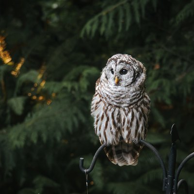 alrbqqi's profile picture. 