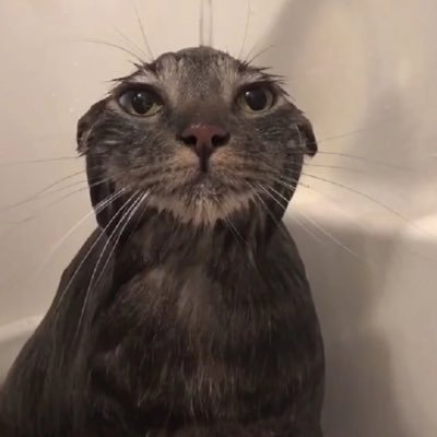 13se17a's profile picture. PMJL.S4P2.S5P2/2025PMGO QF/2025PMRC