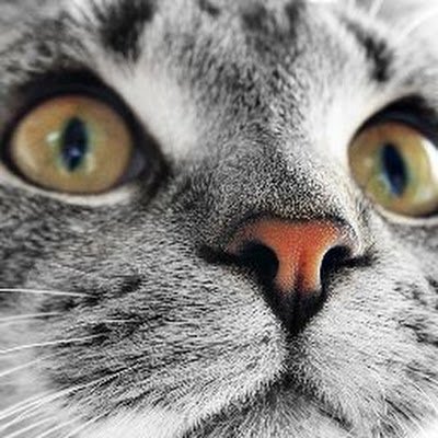 Roddri_1's profile picture. 