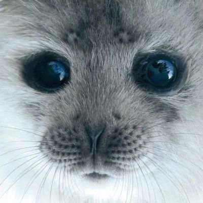 moon_morgue's profile picture. 