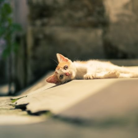 sandipjpeg's profile picture. 📷  Sony A7M3
 | Kolkata 🇮🇳 | Photographer and Videographer |
Street | Wildlife | Portrait | Traveling | Landscape