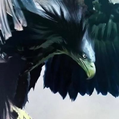 kOsOvA_CryptO's profile picture. 