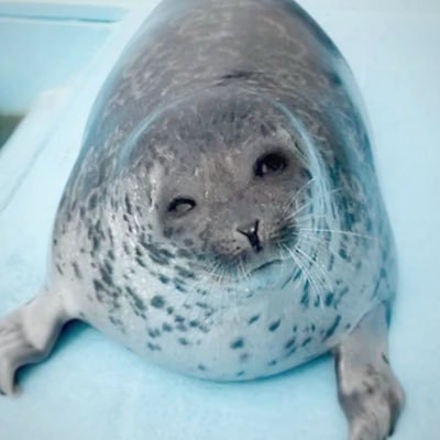 tabaxiplayer's profile picture. my dear oomf @JaurGoldberg 💍 *rubs belly*