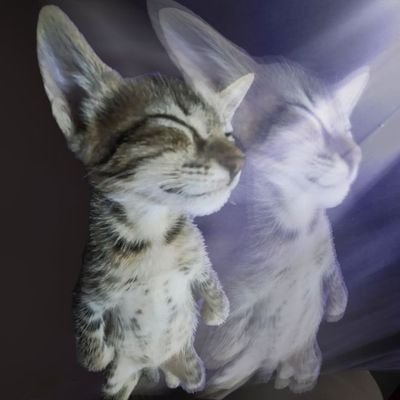 floritaflorao's profile picture. ciências sociais usp 024